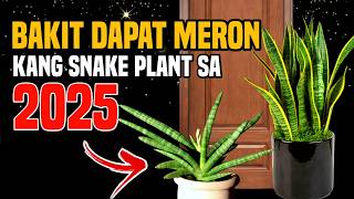 BAKIT DAPAT NA MAG ALAGA KA NG SNAKE PLANT SA TAONG 2025