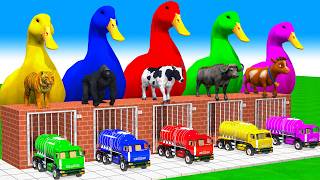 5 Giant Duck Cartoon, Cow, Mammoth, Elephant, Tiger, Paint Wild Animals Crossing Fountain Animation