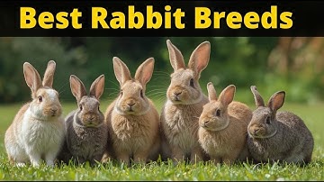 5 Best Rabbit Breeds as Pets 🐰 (Cutest & Friendliest Bunnies!)