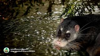 Otter Civet Cynogale bennettii - Asia