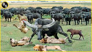 The Greatest Fights In The Animal Kingdom | Lion VS Buffalo