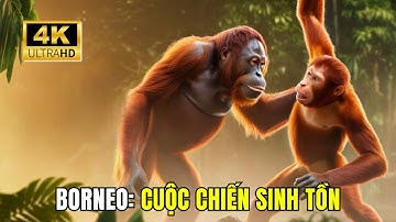 Cuộc Chiến Sinh Tử Của Động Vật Hoang Dã Borneo - Khi Thiên Nhiên Phản Công