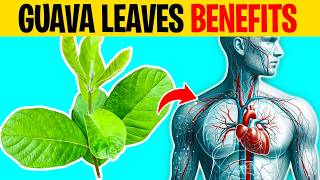 7 Incredible Benefits of GUAVA LEAVES You Need to Know!