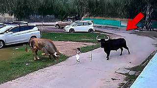 15 Most BRUTAL ANIMAL ATTACKS Caught on Camera