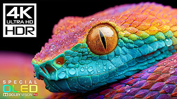 JAW-DROPPING 4K HDR 60fps | Dolby Vision (8K / 4K Video TV TEST)