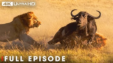 Apex Predators: Nature