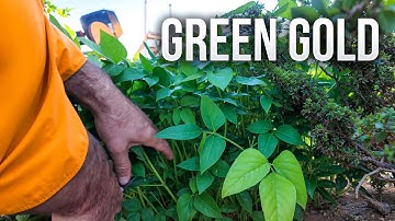 This Cover Crop Helped Us Hit a Major Milestone