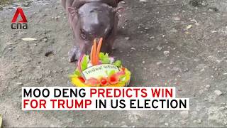 Baby hippo Moo Deng predicts win for Trump in US election