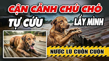 Cận Cảnh Chú Chó Tự Cứu Lấy Thân Mình Trong Cơn Lũ | Petdangyeu #thucung #giaicuudongvat #bão_lũ