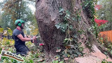 It took TWO DAYS to remove this giant Bigleaf Maple!! Massive tree TAKEDOWN!