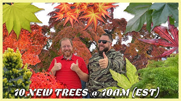 10 RARE Japanese Maples & Dwarf Trees for Sale! (Black Hole, Gossamer, Phoenix)