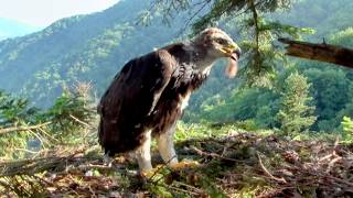 Golden Eagle: King of the Mountains