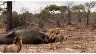 Big male lion gets ambushed by two lion brothers