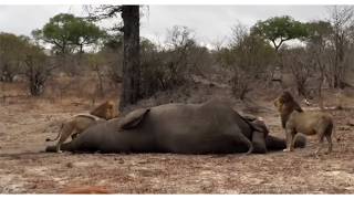 Big male lion gets ambushed by two lion brothers