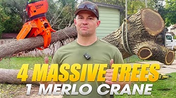 The other tree service gave up!