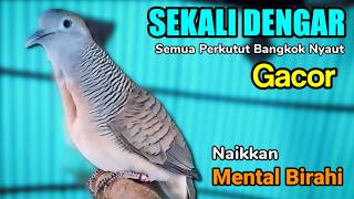 SUARA BURUNG PERKUTUT BANGKOK AMPUH UNTUK PANCINGAN, TERBUKTI PERKUTUT BANGKOK YANG MALAS JADI NYAUT