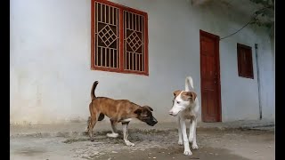 Mother dog/Sibling Stray pups/Limping White Stray dog eating raw chicken feet/chips/cake #anime #uk