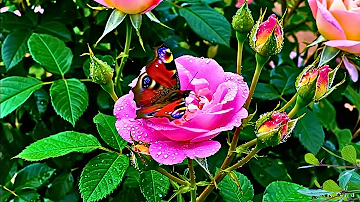 Calm Mind Piano Emotional Recovery Spiritual Balance 