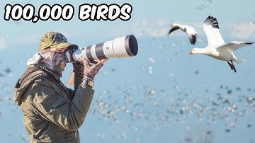 Photographing 100,000 Birds vs. 1 Rare Bird