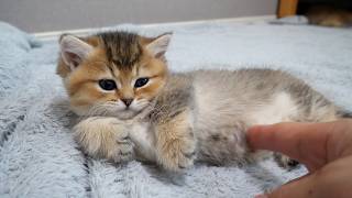 Cute kitten showing its belly to be petted by its owner...