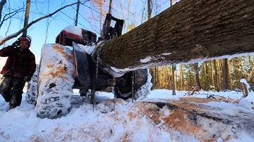 Winter Logging is back. Talking about why I cut low stumps and sap wood on some trees