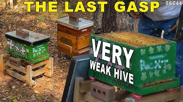 The Last Gasp | Another hive bites the dust!