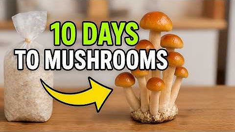 Ik probeerde thuis paddenstoelen te kweken... en dit gebeurde!