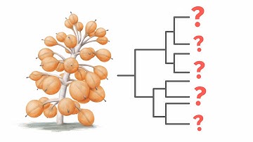 Phylum Segments: Early Cladogram - Spec Bio Log 5