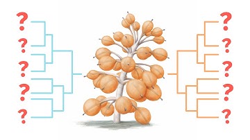 Phylum Segments: Early Cladogram - Spec Bio Log 5