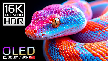 INSANE 16K Video | Dolby Vision 16K ULTRA HD HDR 120 fps (8K/4K TV)