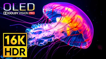 INSANE 16K Video | Dolby Vision 16K ULTRA HD HDR 120 fps (8K/4K TV)