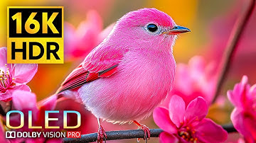 INSANE 16K Video | Dolby Vision 16K ULTRA HD HDR 120 fps (8K/4K TV)