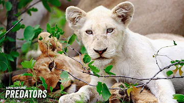 Why White Lions Face Deadlier Risks Than Most | White Lions: Born Wild 101