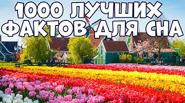 1000 ЛУЧШИХ ФАКТОВ ДЛЯ СНА
