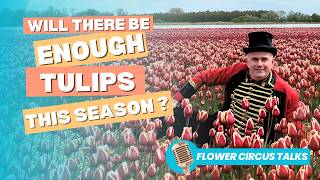 2025 Tulip Forecast: Will the poor bulb harvest impact availability, quality, and prices?