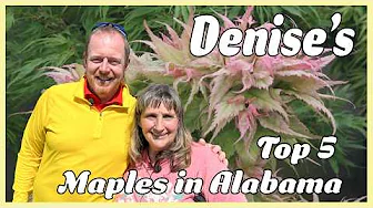 Alabama Top 5 Japanese Maples | Denise |Japanese Maple Collector | MrMaple Open House