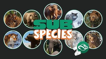 How should Planet Zoo 2 deal with SUBspecies?