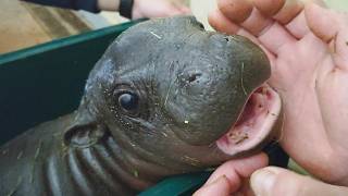 Baby Pygmy Hippo!? Insanely Cute Little Celebrity at a Japan Zoo!