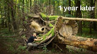 Returning to My Shelter in the Hollow After a Year.  Rebuilding, Bushcraft, Survival