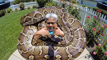 Elderly Woman Attacked By Twin Giant Pythons In Garden Rescued By SAR Team