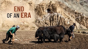 How Yaks Help FEED the Remote Villages of Zanskar