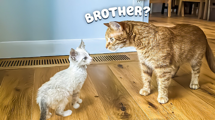 My Cat Finally Meets His Little Brother