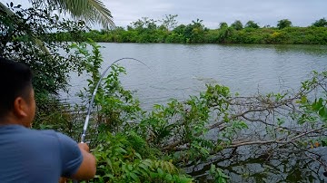 Câu Lục Cần Tay Gặp Cá Khủng – Bo Cần Cong Vút, Giật Mỏi Tay Luôn