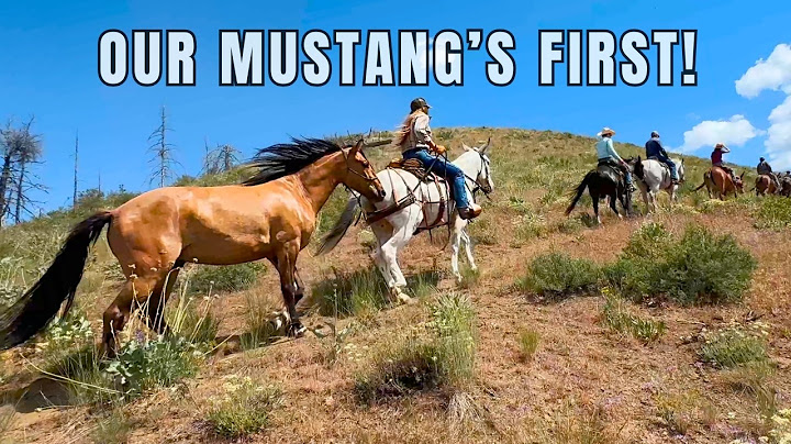 Taking Our Wild Mustang on a Group Trail Ride—Is He Ready?