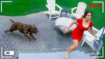 When Animals Go On A Rampage And Got Caught On Camera