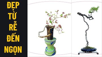 Vẻ Đẹp Ẩn Dưới Mặt Đất: Nghệ Thuật Bonsai Rễ Cây Đầy Cuốn Hút#CâyCảnh #BonsaiĐẹp