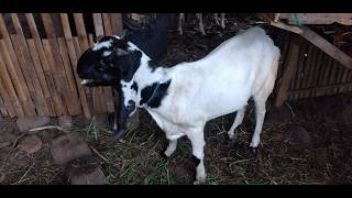 Raising goats in the village || Lots of feed!!!