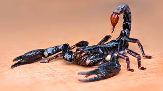Scorpions: 🦂 Survivors of 430 Million Years