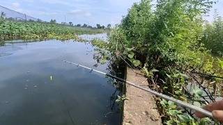 Semudah ini mancing  liaran di pusat banjir lamongan