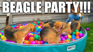 TOP 10 Funniest Beagle Dog Parties You Have to See!